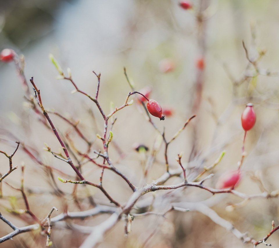 Обои ветка, природа, фон, ягоды, branch, nature, background, berries разрешение 1920x1200 Загрузить