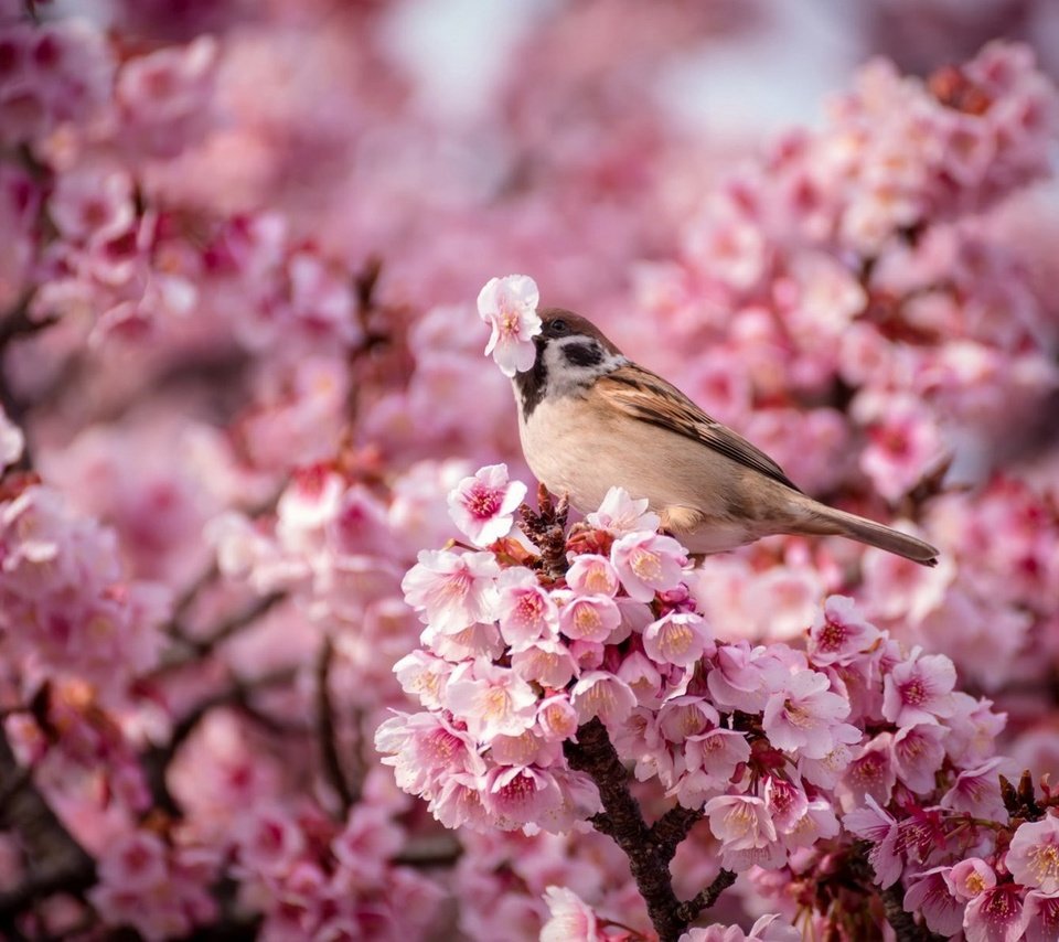 Обои птица, весна, воробей, вишня, птица.воробей, bird, spring, sparrow, cherry, bird.sparrow разрешение 1920x1200 Загрузить