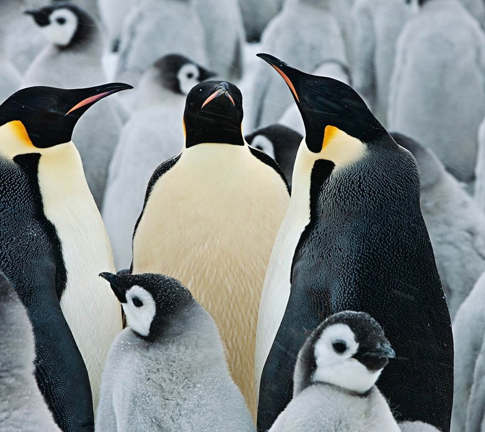 Обои птицы, клюв, антарктида, пингвины, арктика, императорский пингвин, birds, beak, antarctica, penguins, arctic, emperor penguin разрешение 1920x1200 Загрузить