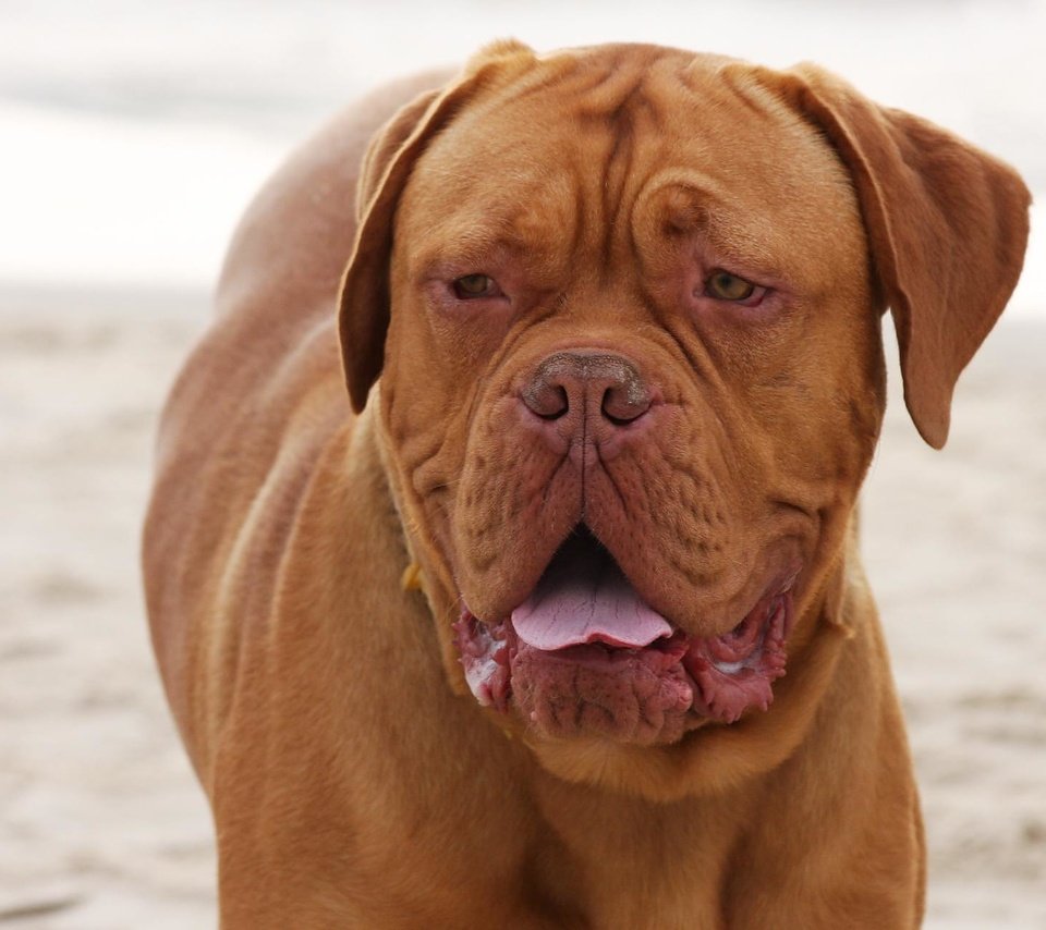 Обои взгляд, порода, бордоский дог, look, breed, dogue de bordeaux разрешение 1936x1288 Загрузить