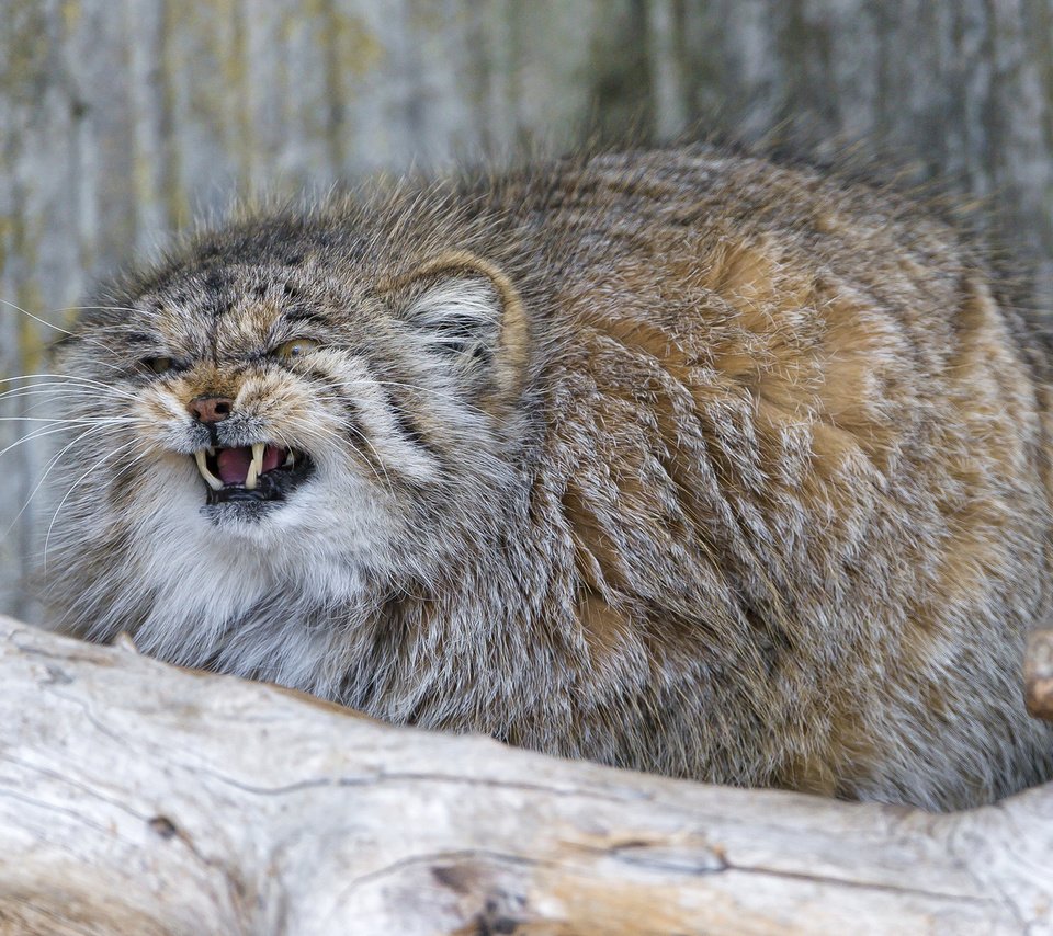 Обои кошка, пушистый, клыки, манул, злой, ctambako the jaguar, cat, fluffy, fangs, manul, evil разрешение 1920x1200 Загрузить