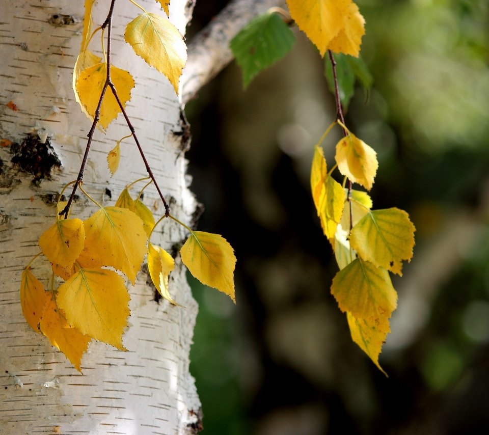 Обои листья, осень, береза, leaves, autumn, birch разрешение 1920x1200 Загрузить
