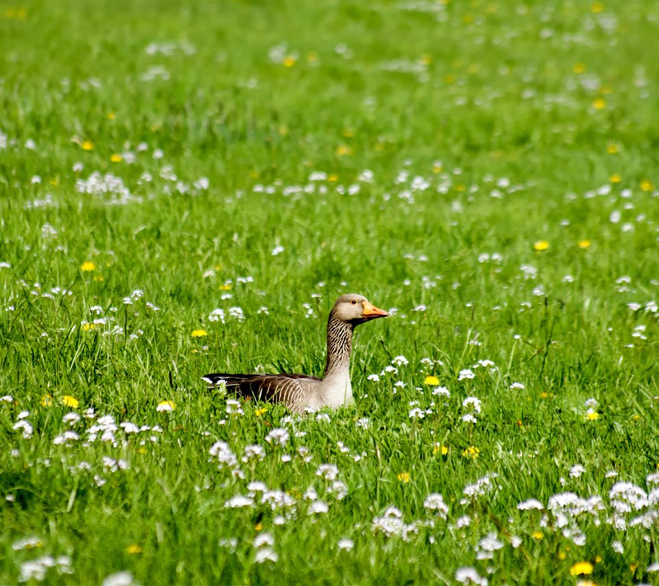 Обои цветы, трава, птица, утка, flowers, grass, bird, duck разрешение 1920x1200 Загрузить