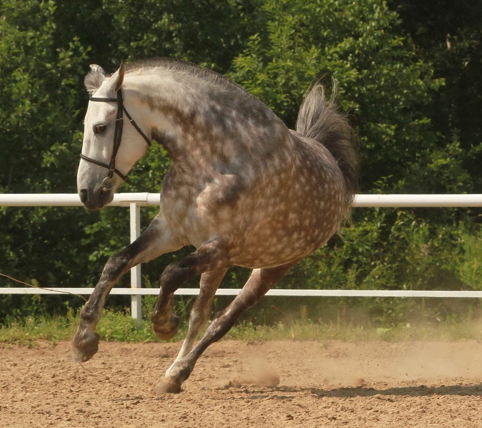 Обои лошадь, конь, грива, копыта, загон, лошадь.бег, horse, mane, hooves, corral, horse.running разрешение 2560x1600 Загрузить