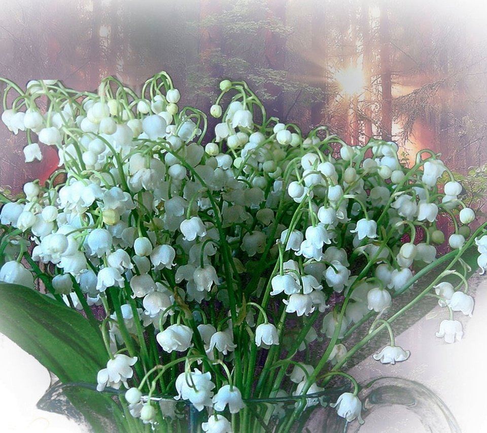 Обои белый, ландыши, весна, букет, white, lilies of the valley, spring, bouquet разрешение 1920x1200 Загрузить