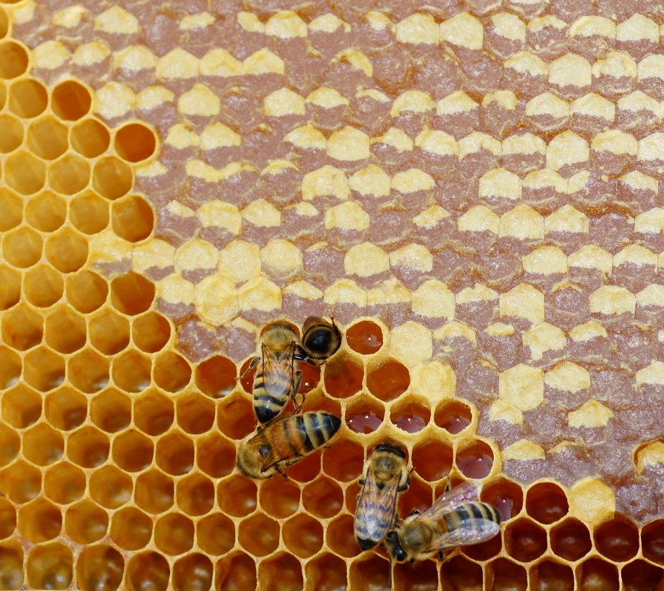 Обои насекомые, соты, пчелы, мед, insects, cell, bees, honey разрешение 2560x1666 Загрузить