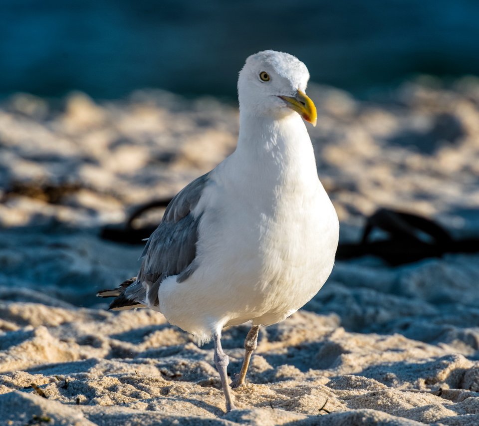 Обои природа, песок, чайка, птицы, nature, sand, seagull, birds разрешение 2560x1600 Загрузить