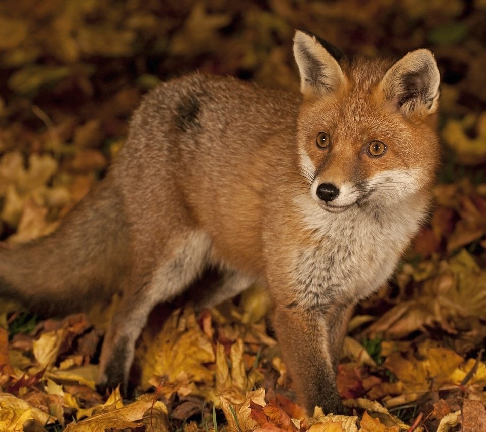 Обои листья, осень, лиса, лисица, leaves, autumn, fox разрешение 1940x1256 Загрузить