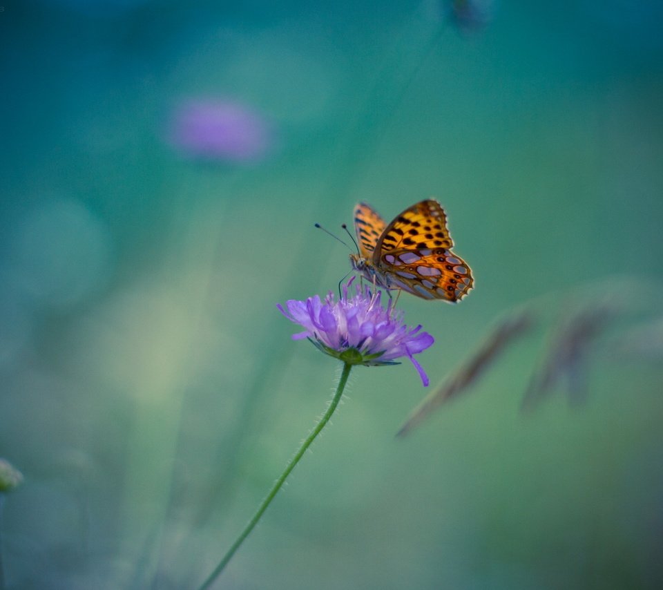 Обои цветок, бабочка, насекомые, размытость. фон, flower, butterfly, insects, blur. background разрешение 1920x1200 Загрузить