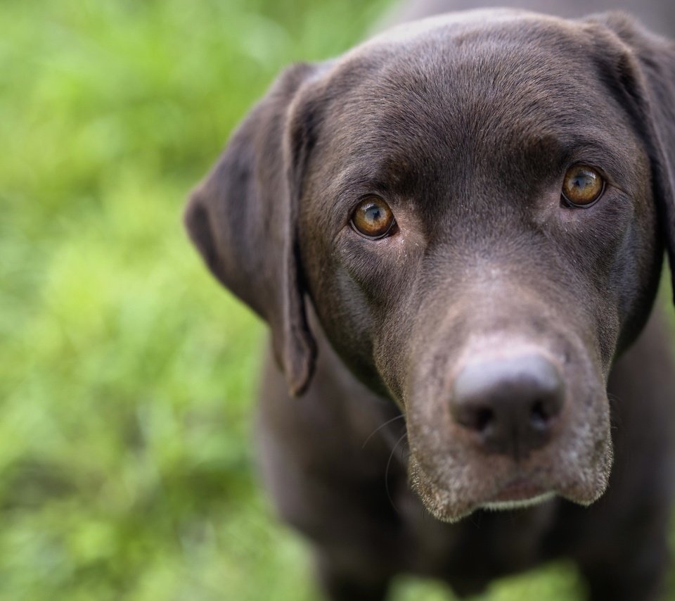 Обои взгляд, черный, собака, лабрадор-ретривер, look, black, dog, labrador retriever разрешение 2560x1707 Загрузить