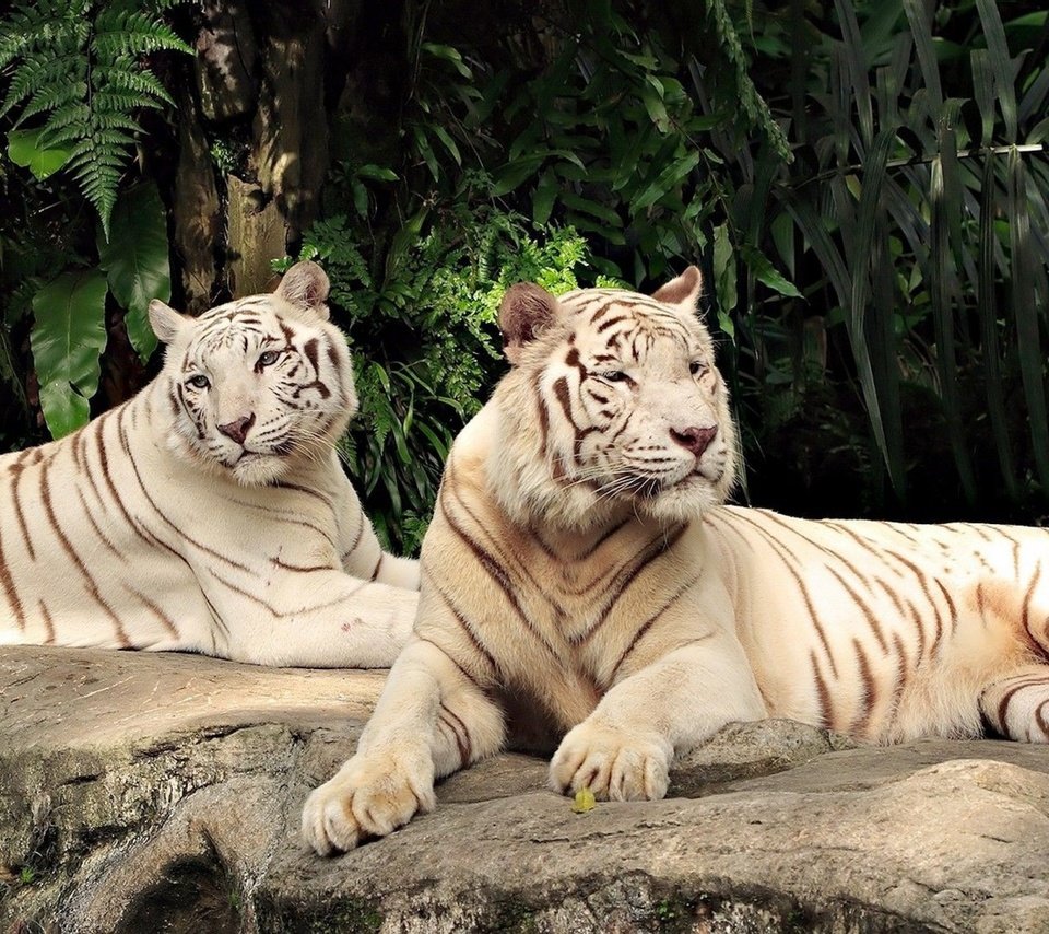Обои тигр, хищник, большая кошка, пара, белые, лежат, белый тигр, тигры, tiger, predator, big cat, pair, white, lie, white tiger, tigers разрешение 2880x1800 Загрузить