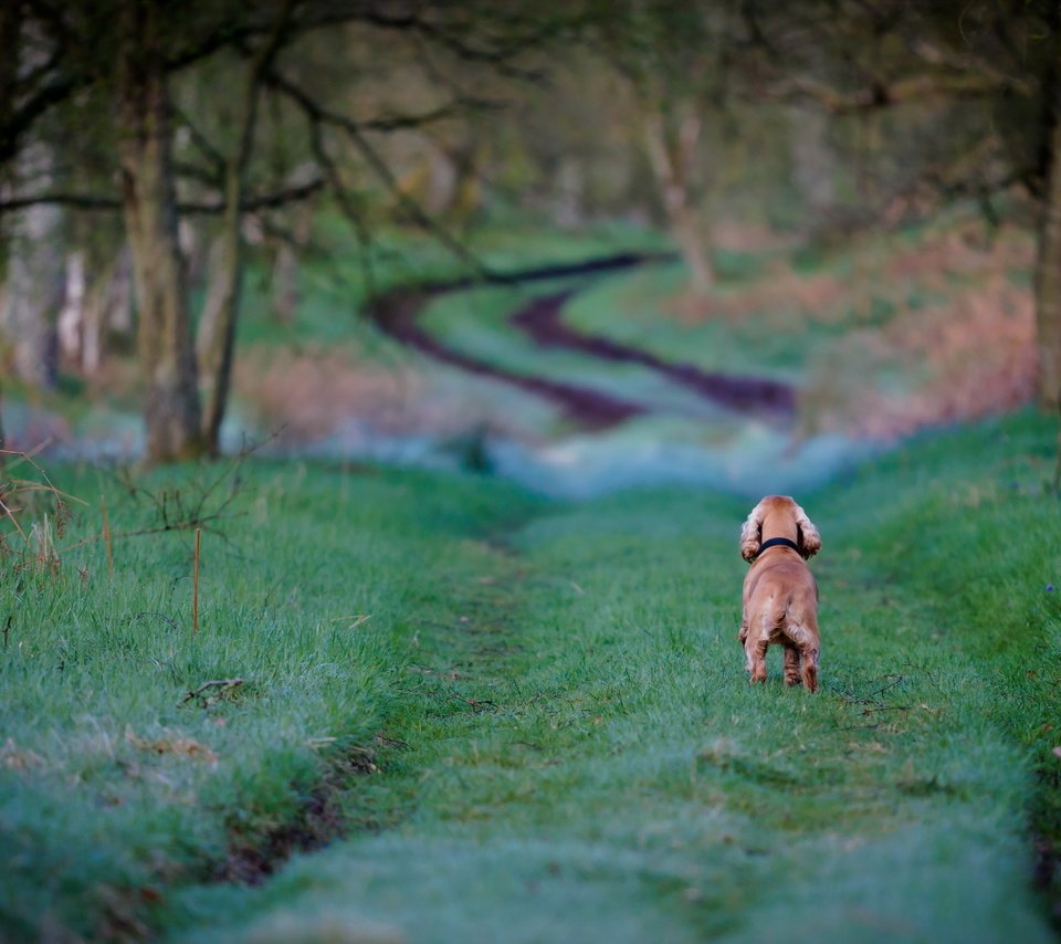 Обои дорога, трава, деревья, собака, кокер-спаниель, road, grass, trees, dog, cocker spaniel разрешение 2560x1600 Загрузить