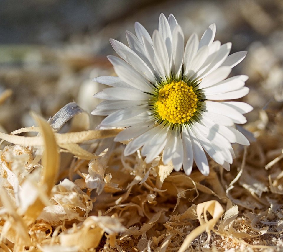 Обои макро, цветок, ромашка, опилки, macro, flower, daisy, sawdust разрешение 2592x1728 Загрузить