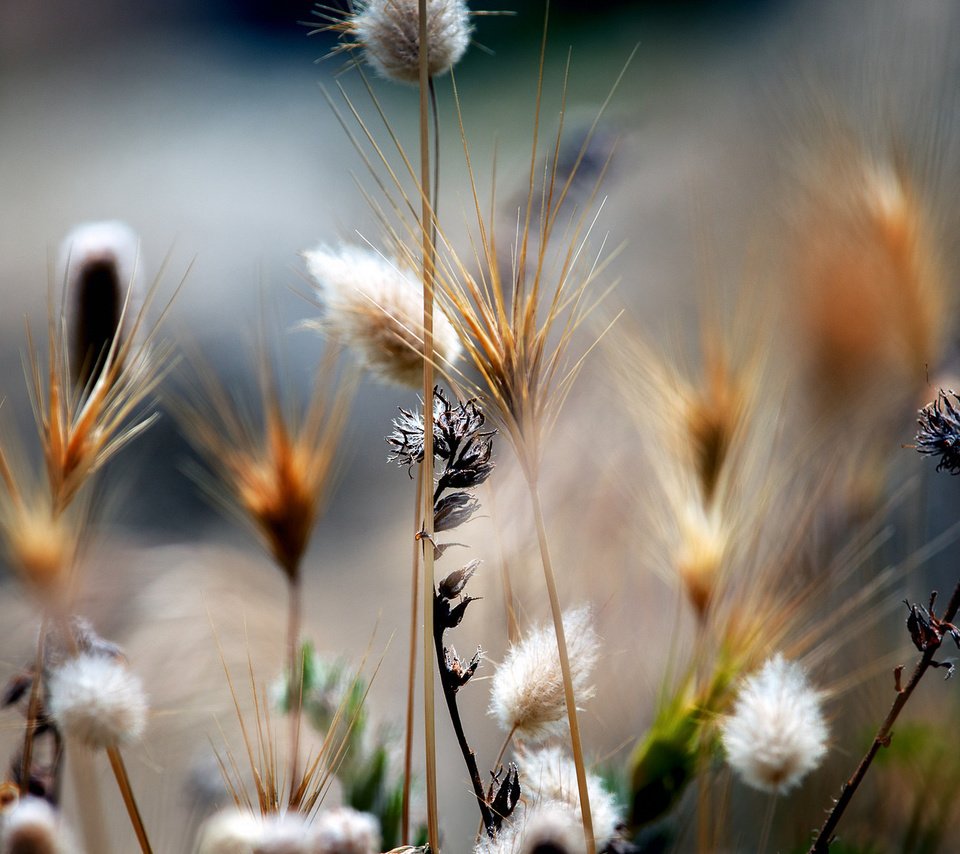 Обои трава, природа, растения, макро, поле, стебли, grass, nature, plants, macro, field, stems разрешение 2048x1152 Загрузить