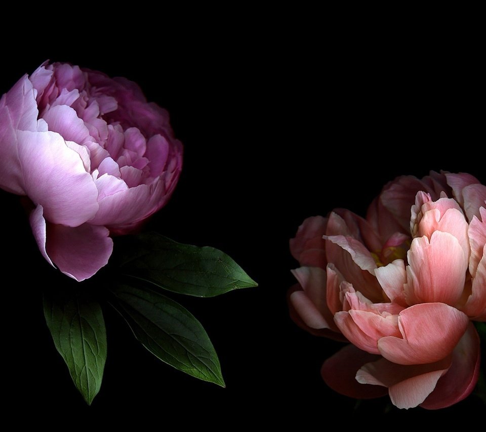 Обои свет, цветы, лепестки, тень, пара, пионы, light, flowers, petals, shadow, pair, peonies разрешение 2560x1600 Загрузить