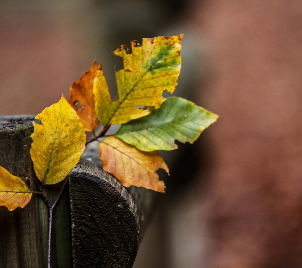 Обои ветка, природа, листья, разноцветные, осень, branch, nature, leaves, colorful, autumn разрешение 2590x1705 Загрузить