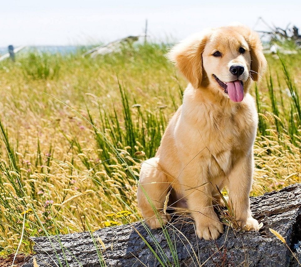 Обои трава, природа, поле, собака, щенок, язык, золотистый ретривер, grass, nature, field, dog, puppy, language, golden retriever разрешение 1920x1200 Загрузить