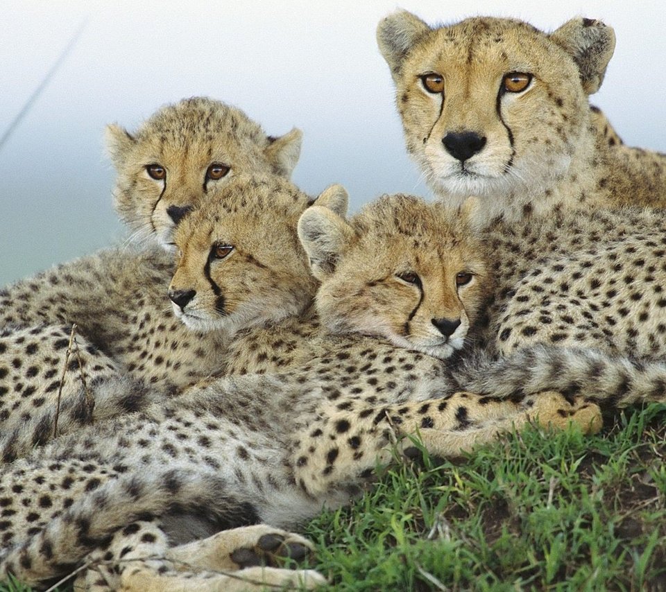 Обои трава, природа, семья, гепард, гепарды, grass, nature, family, cheetah, cheetahs разрешение 1920x1200 Загрузить