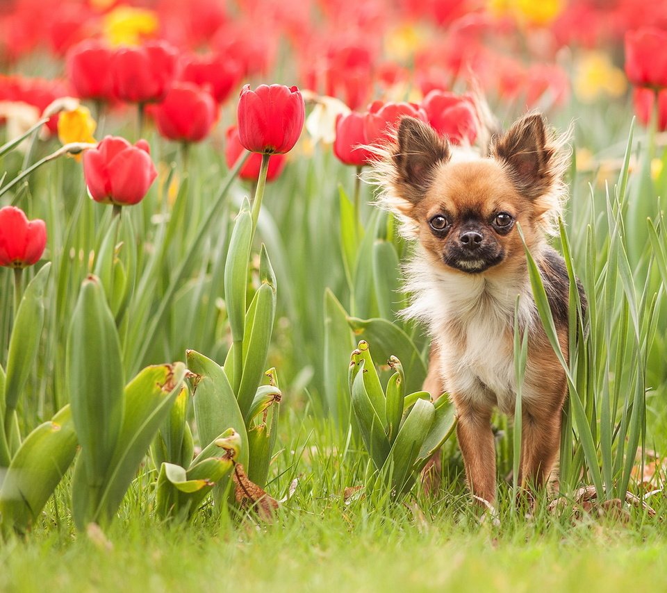 Обои цветы, трава, собака, тюльпаны, чихуахуа, flowers, grass, dog, tulips, chihuahua разрешение 1920x1200 Загрузить