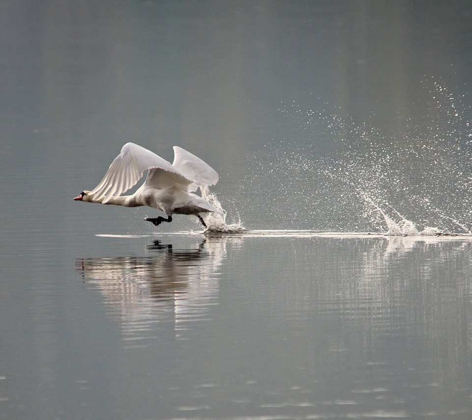 Обои вода, брызги, птицы, лебедь, water, squirt, birds, swan разрешение 2000x1345 Загрузить