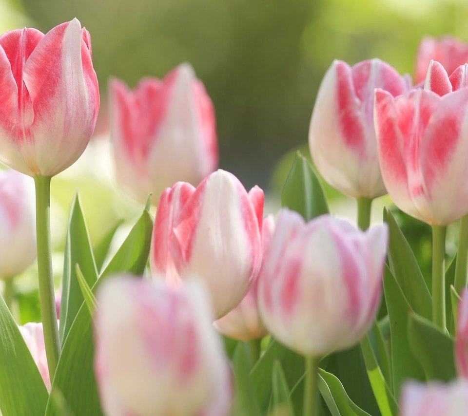 Обои цветы, природа, тюльпаны, макро., бело-розовые. бутоны, flowers, nature, tulips, macro., the pink and white. buds разрешение 1920x1200 Загрузить