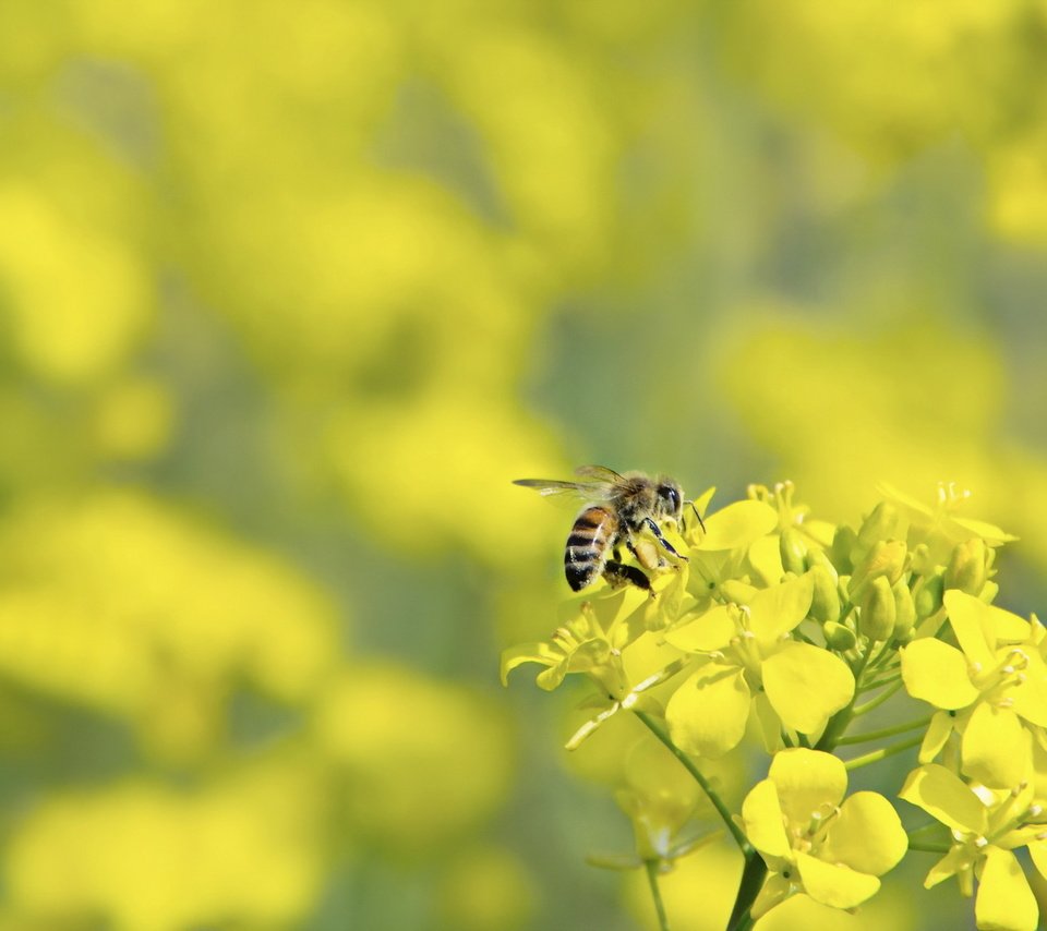 Обои макро, цветок, насекомые, пчела, оса, macro, flower, insects, bee, osa разрешение 1920x1200 Загрузить