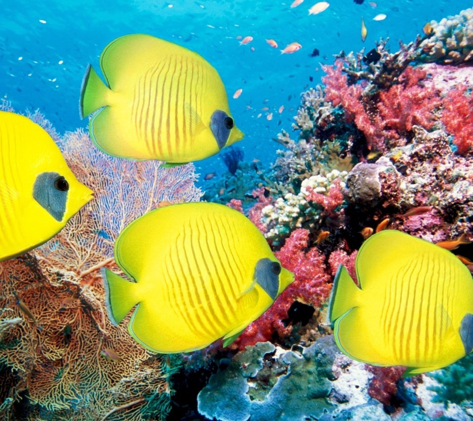 Обои море, рыбы, кораллы, подводный мир, sea, fish, corals, underwater world разрешение 2560x1600 Загрузить