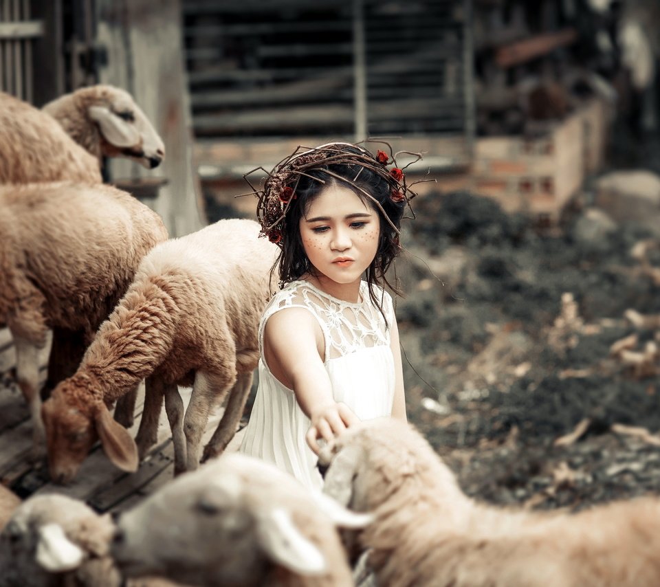 Обои животные, дети, девочка, забота, овцы, венок, animals, children, girl, care, sheep, wreath разрешение 3681x2318 Загрузить