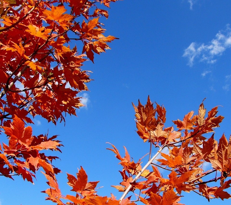 Обои небо, листья, ветки, осень, the sky, leaves, branches, autumn разрешение 1920x1200 Загрузить