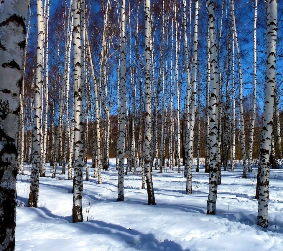 Обои деревья, снег, пейзаж, березы, роща, trees, snow, landscape, birch, grove разрешение 1920x1200 Загрузить