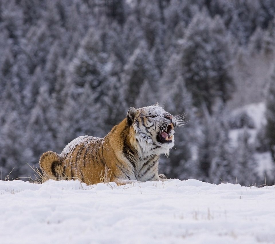 Обои тигр, снег, лес, зима, хищник, tiger, snow, forest, winter, predator разрешение 1920x1276 Загрузить