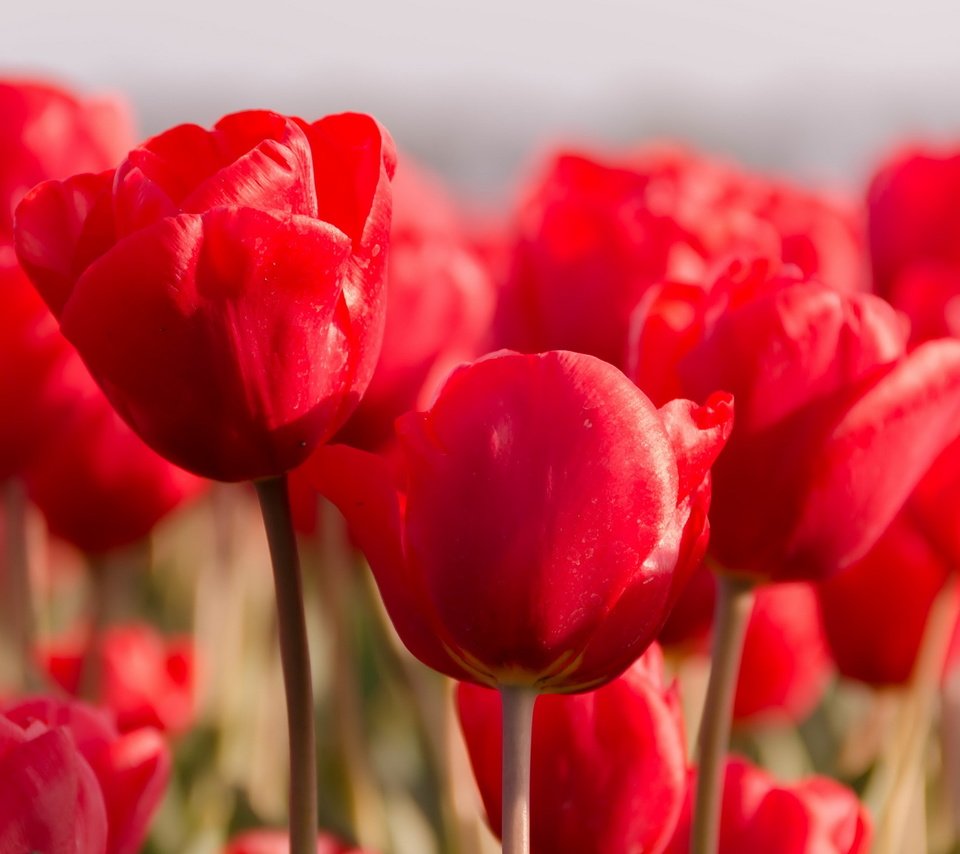Обои цветы, природа, красные, весна, тюльпаны, flowers, nature, red, spring, tulips разрешение 2560x1600 Загрузить