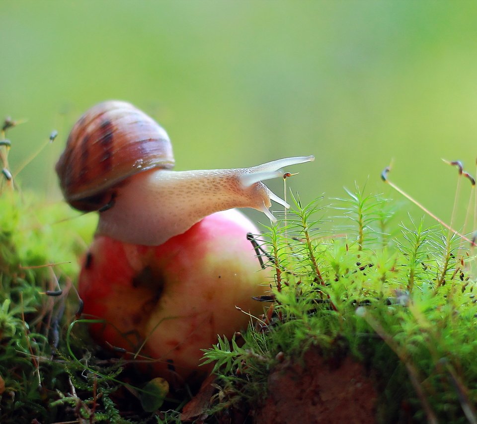 Обои природа, макро, мох, яблоко, улитка, nature, macro, moss, apple, snail разрешение 2560x1440 Загрузить