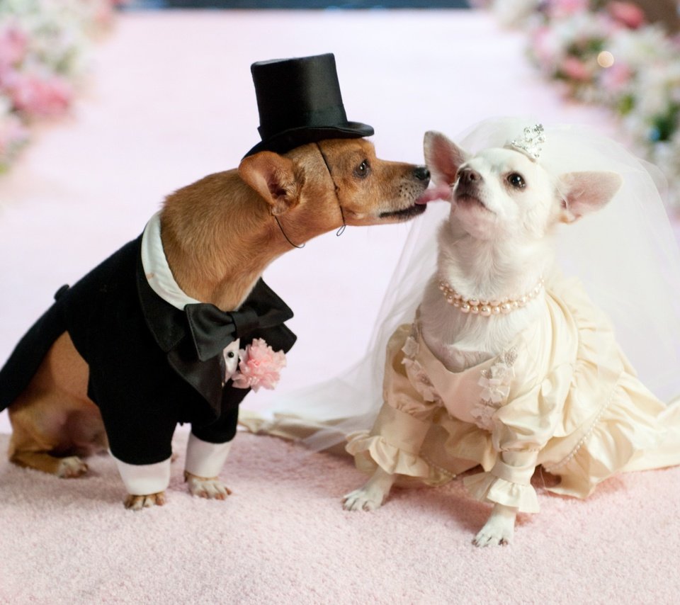 Обои платье, юмор, костюм, свадьба, собаки, чихуахуа, dress, humor, costume, wedding, dogs, chihuahua разрешение 4288x2848 Загрузить