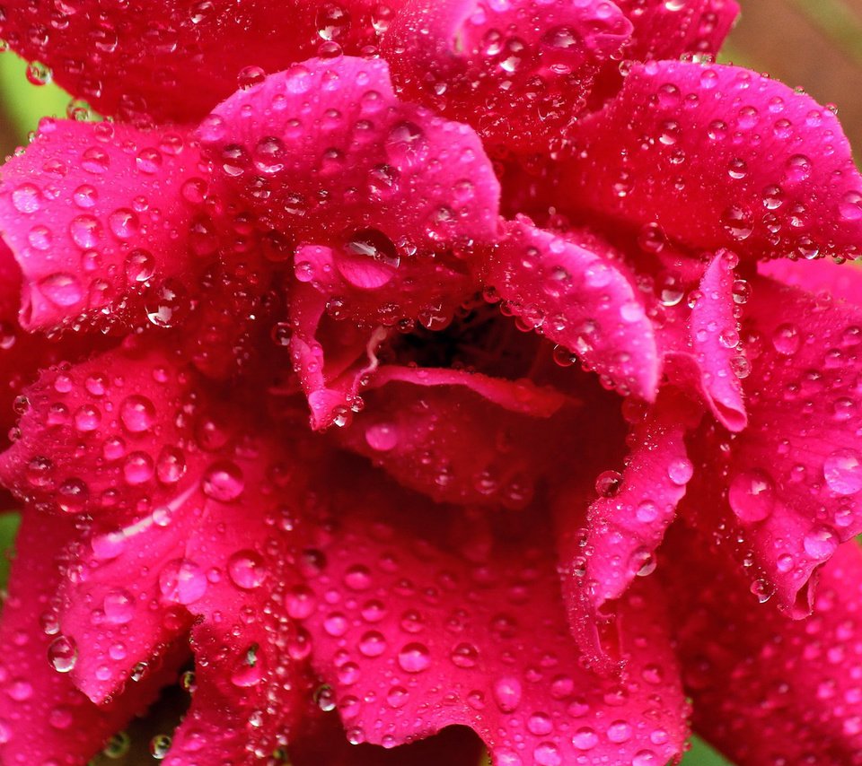 Обои цветок, роса, капли, роза, розовая, flower, rosa, drops, rose, pink разрешение 1920x1200 Загрузить