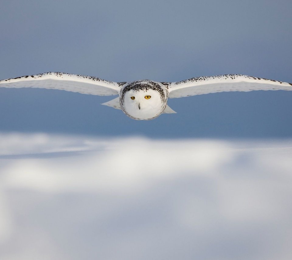 Обои сова, птицы, белая, полярная.полет, owl, birds, white, polar.flight разрешение 2880x1800 Загрузить