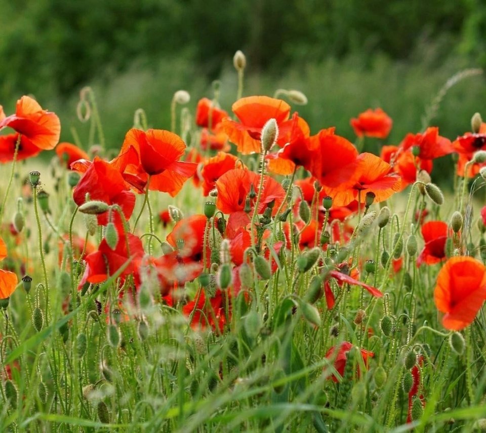 Обои цветы, поле, лето, красные, маки, flowers, field, summer, red, maki разрешение 1920x1200 Загрузить