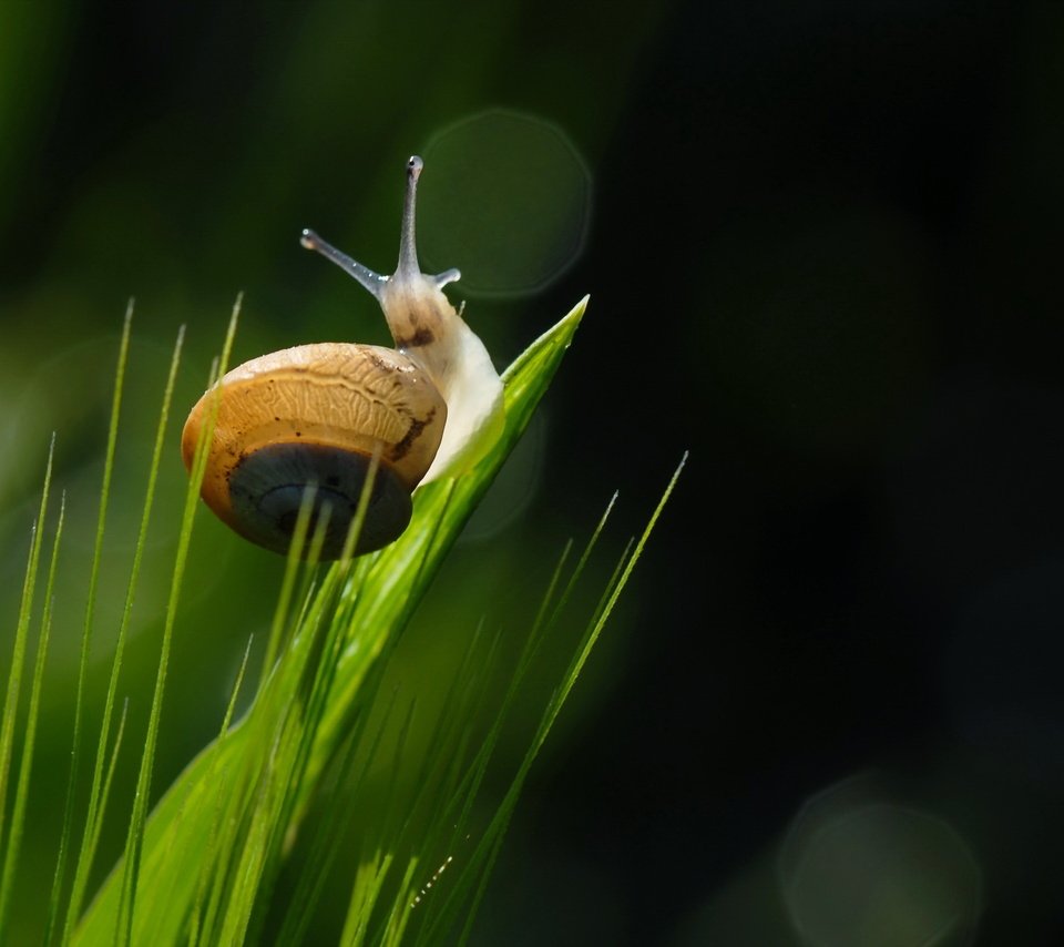 Обои трава, природа, макро, улитка, grass, nature, macro, snail разрешение 2560x1707 Загрузить