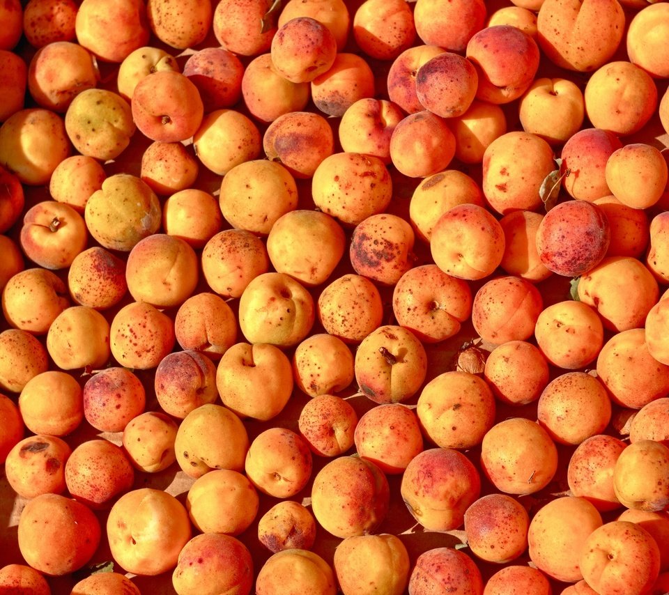 Обои фрукты, много, плоды, абрикосы, спелые, fruit, a lot, apricots, ripe разрешение 1920x1280 Загрузить