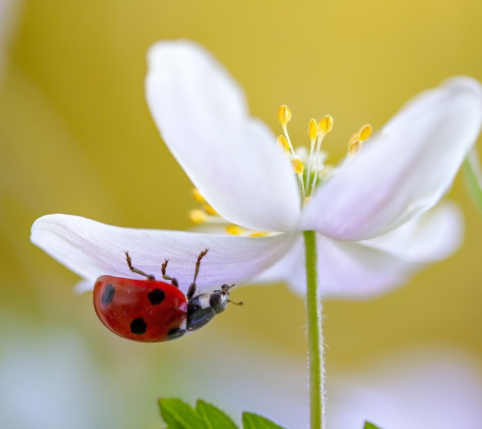 Обои природа, макро, насекомое, цветок, белый, божья коровка, nature, macro, insect, flower, white, ladybug разрешение 2047x1182 Загрузить