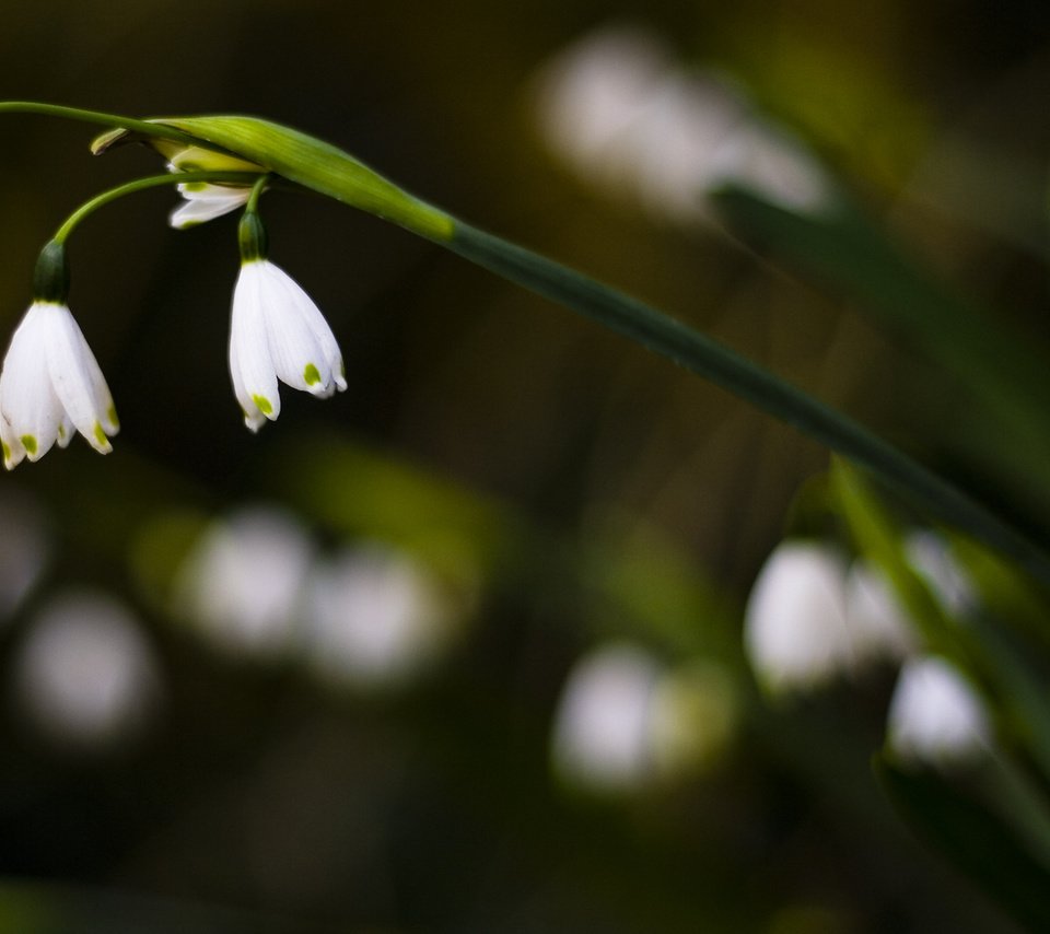 Обои цветы, природа, макро, ландыши, белые, flowers, nature, macro, lilies of the valley, white разрешение 1920x1200 Загрузить