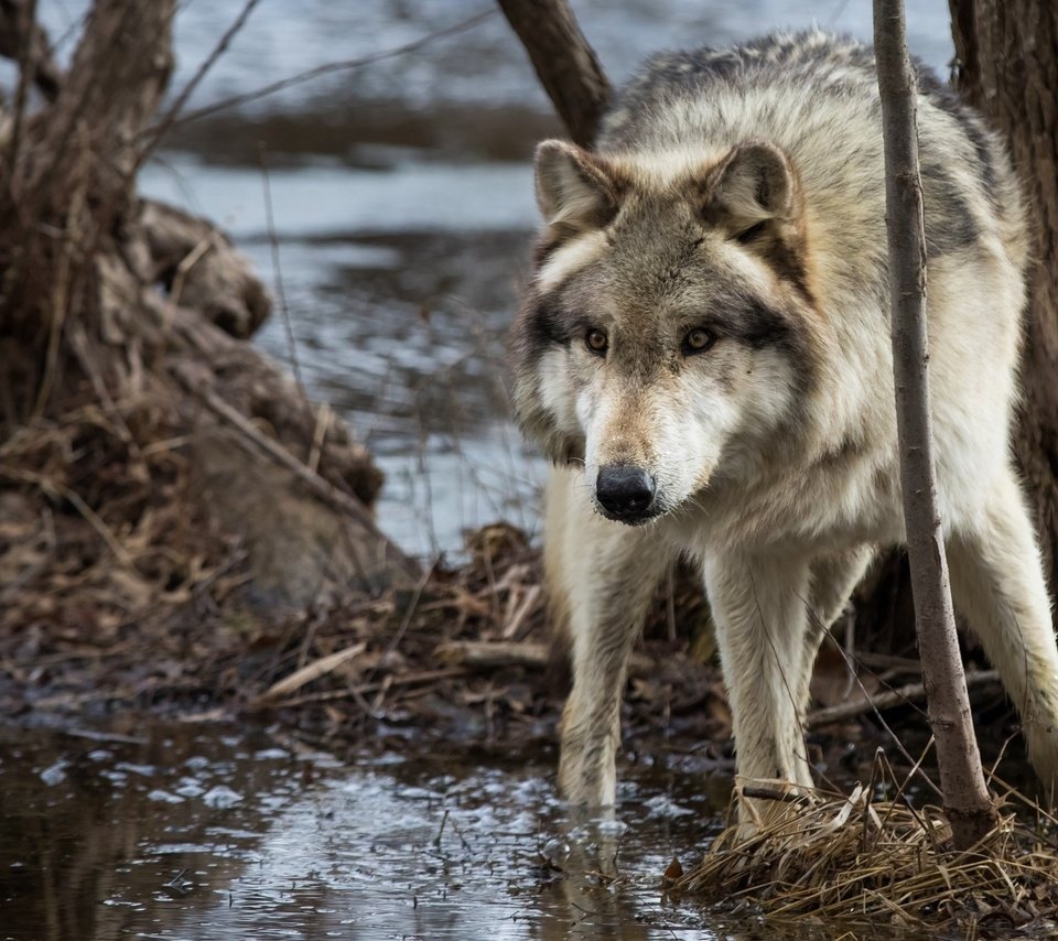 Обои морда, вода, дерево, хищник, волк, face, water, tree, predator, wolf разрешение 2048x1365 Загрузить