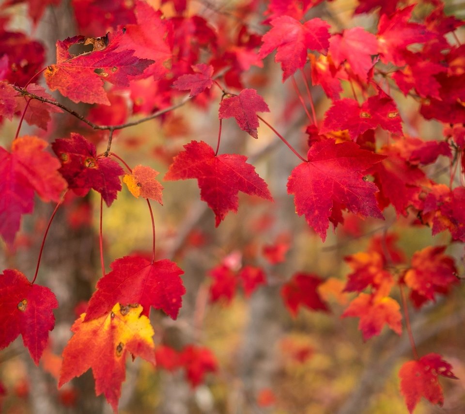 Обои природа, листья, макро, ветки, осень, nature, leaves, macro, branches, autumn разрешение 2595x1730 Загрузить