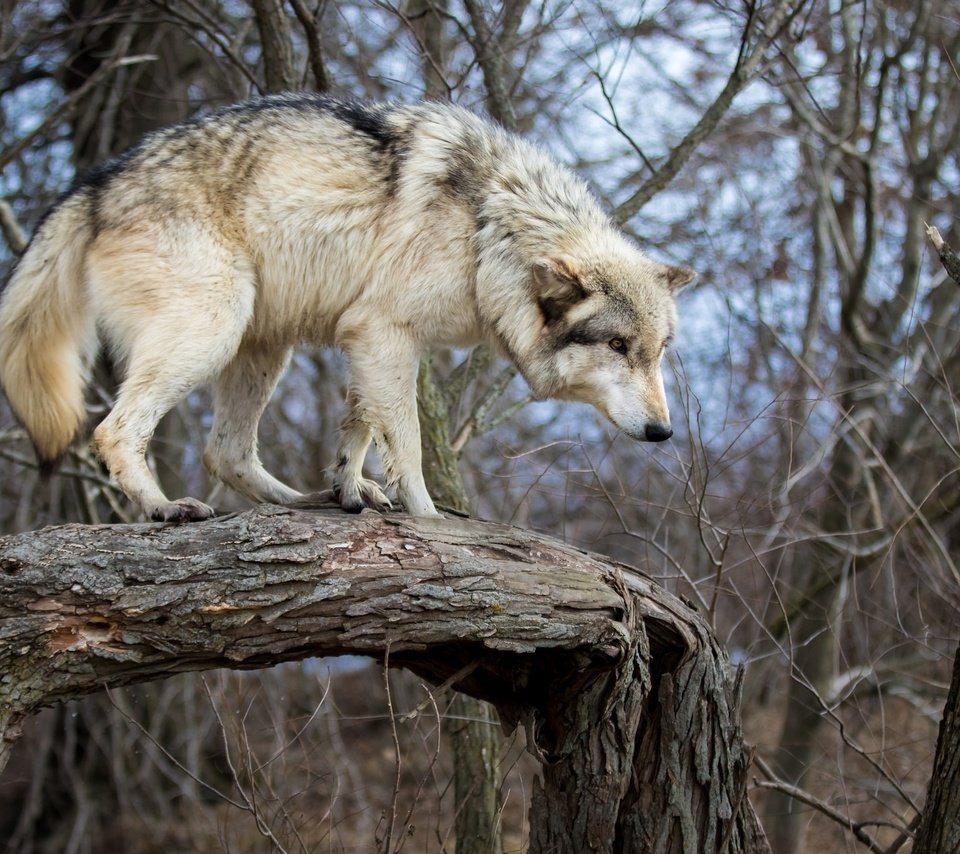 Обои природа, дерево, хищник, ствол, бревно, волк, nature, tree, predator, trunk, log, wolf разрешение 2048x1365 Загрузить