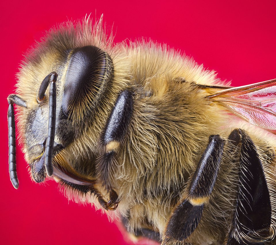 Обои макро, насекомое, крылья, пчела, красный фон, голова, macro, insect, wings, bee, red background, head разрешение 2048x1356 Загрузить