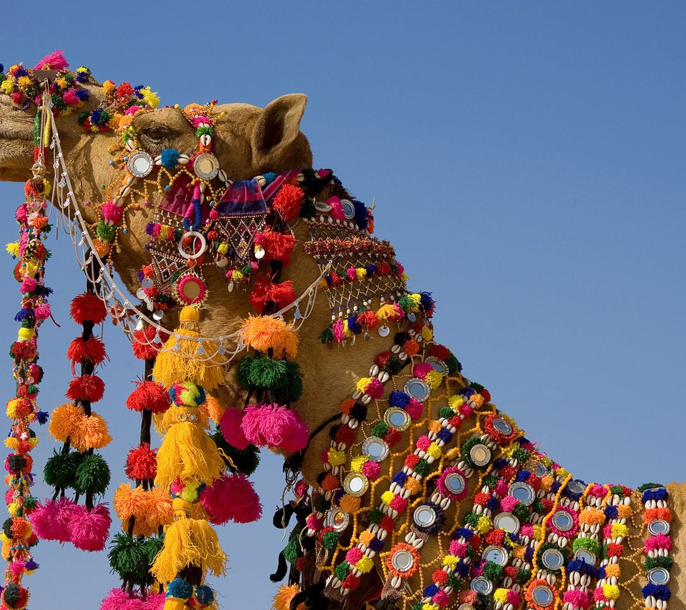Обои украшения, индия, верблюд, шея, сбруя, праздничная, нарядной, decoration, india, camel, neck, harness, holiday, elegant разрешение 1920x1200 Загрузить