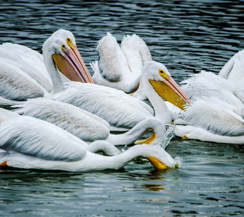 Обои вода, птицы, пеликан, пеликаны, птаха, water, birds, pelican, pelicans, bird разрешение 2950x1900 Загрузить
