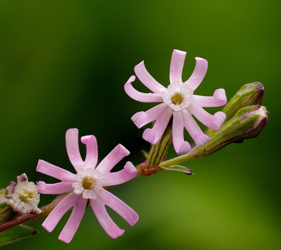 Обои цветение, макро, цветок, розовый, растение, яркий, ziva & amir, лихнис, flowering, macro, flower, pink, plant, bright, lychnis разрешение 4306x2897 Загрузить