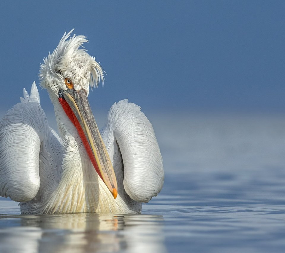 Обои вода, природа, птица, клюв, перья, пеликан, water, nature, bird, beak, feathers, pelican разрешение 1920x1200 Загрузить