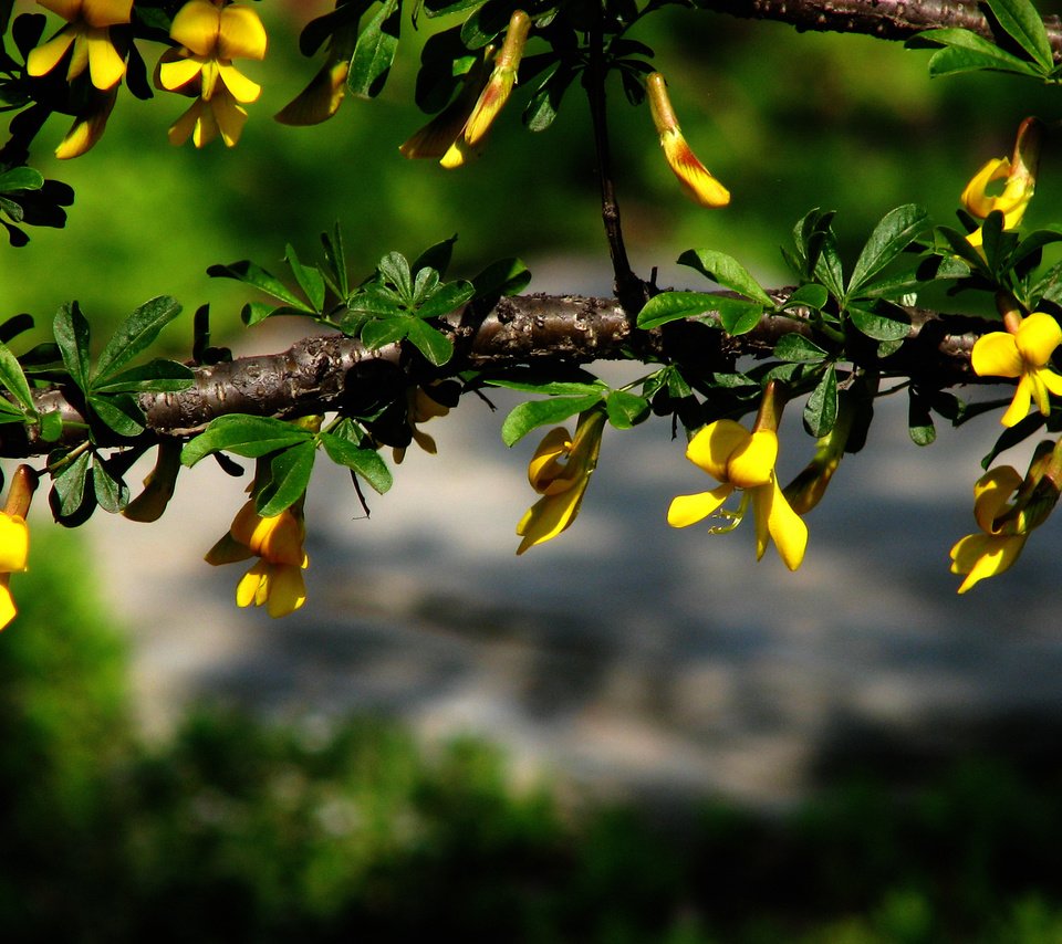 Обои цветы, ветка, листья, макро, размытость, зеленые, желтые, flowers, branch, leaves, macro, blur, green, yellow разрешение 2816x1764 Загрузить